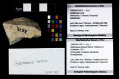 Foto (Objekt + Etikett) von Gastrosacus torosus (Robins, Feldmann & Schweitzer, 2013)  (NHMW-GEO-1990-0041-2973)